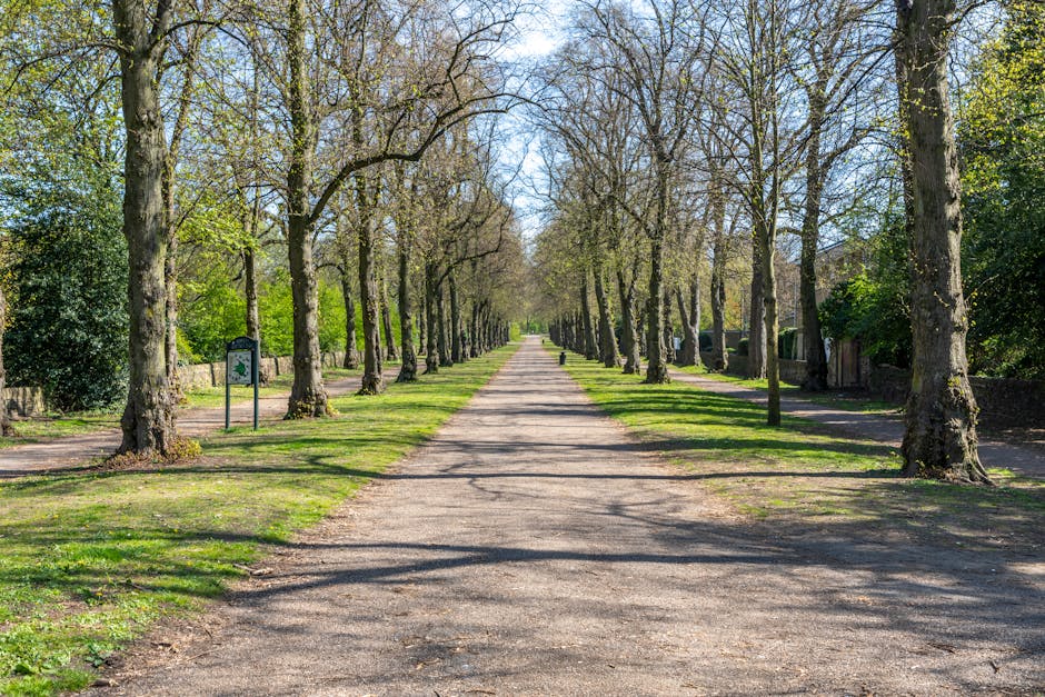 A straight, paved pathway lined with tall, mature trees on both sides, their branches forming a canopy and casting dappled shadows on the ground. The trees have fresh green leaves, indicating springti